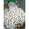 garlic planter / farmer in China with good price